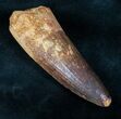 Big Spinosaurus Tooth - Excellent Preservation #12241-3